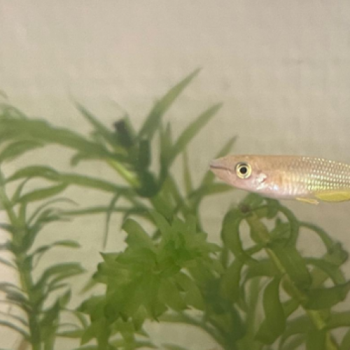 Mâle Aplocheilus linéatus gold