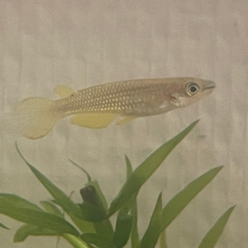 Mâle Aplocheilus linéatus gold