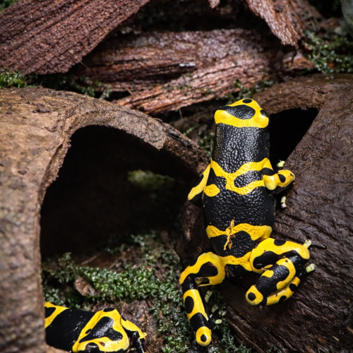 Dendrobates leucomelas