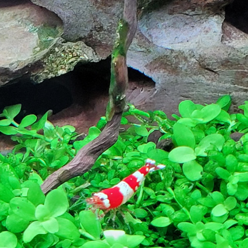 Caridina red crystal