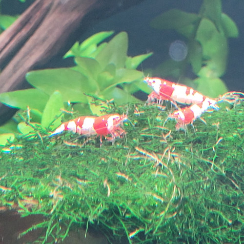 Caridina red crystal