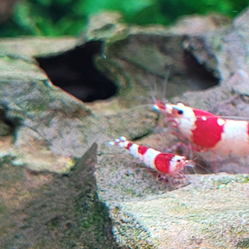 Caridina red crystal