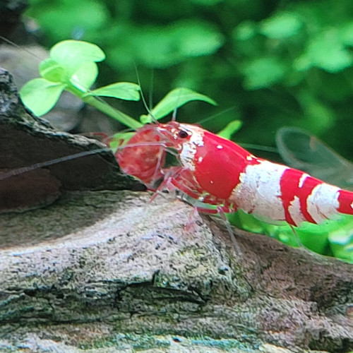Caridina red crystal