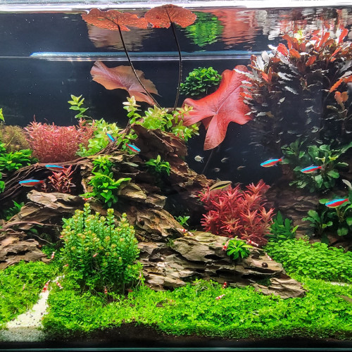 Caridina red crystal