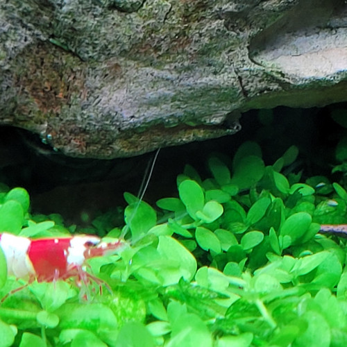 Caridina red crystal