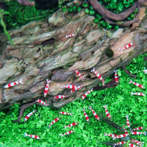 Caridina red crystal