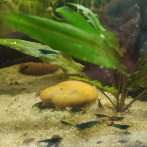 Crevettes bleue velvet