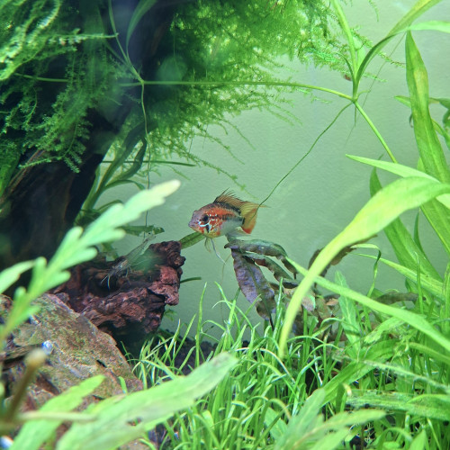Apistogramma macmasteri