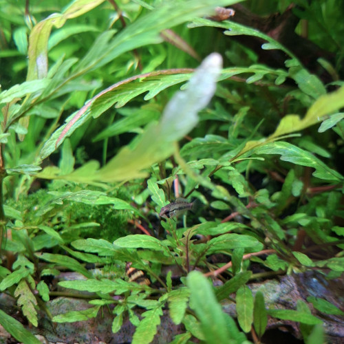 Apistogramma macmasteri