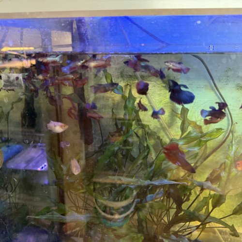 Betta voile juvénile