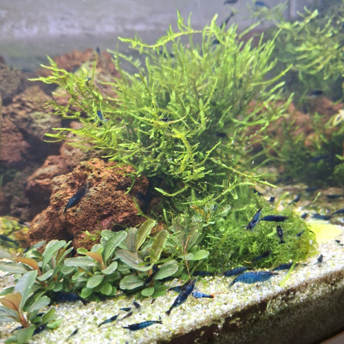 Crevettes bleues