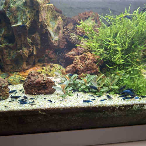 Crevettes bleues
