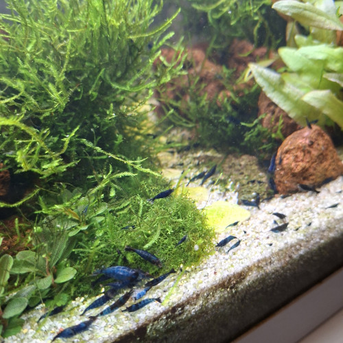 Crevettes bleues