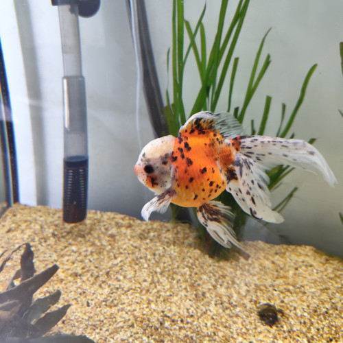 Magnifiques poissons japonais