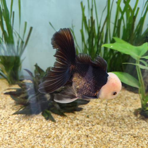 Magnifiques poissons japonais