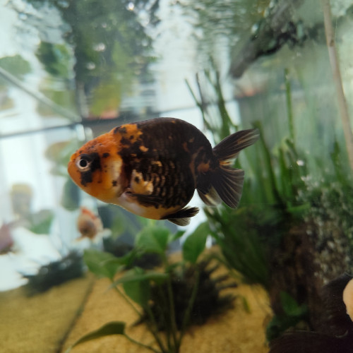 Magnifiques poissons japonais