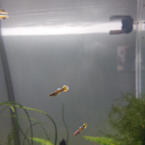 Jeunes guppys et alevins