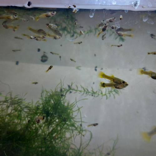 Jeunes guppys et alevins