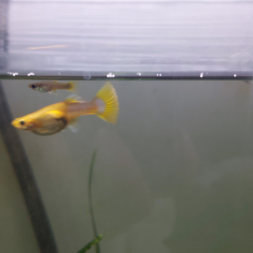 Femelle guppy jaune