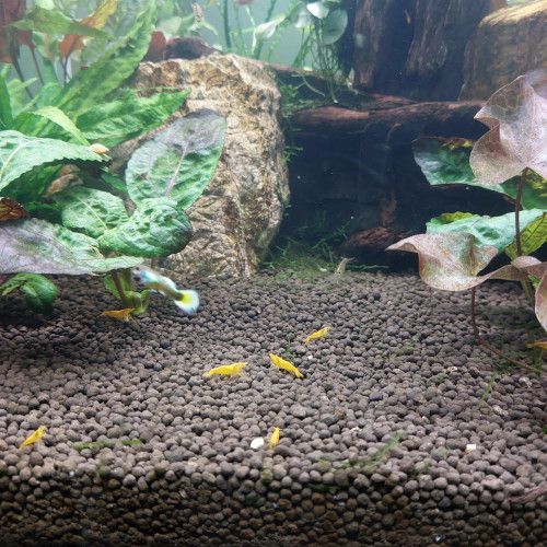 Neocaridina yellow