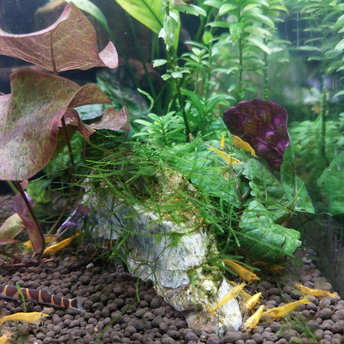Neocaridina yellow
