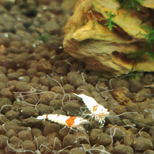 Crevette red crystals prl
