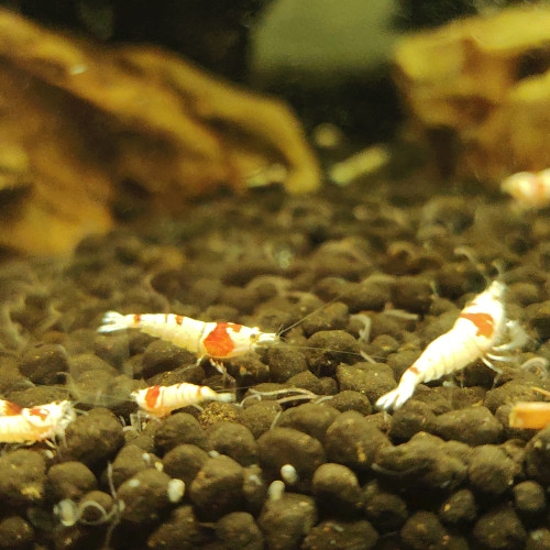 Crevette red crystals prl