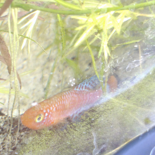 Killies nothobranchius rachovii