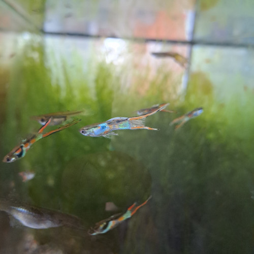 guppys endler