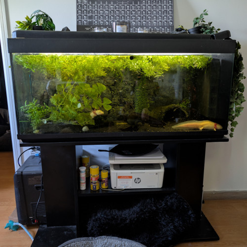 Aquarium 280l tout équipé