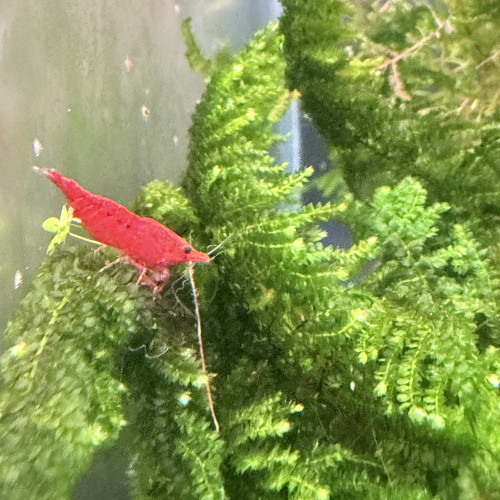Lot de 12 crevettes Neocaridina