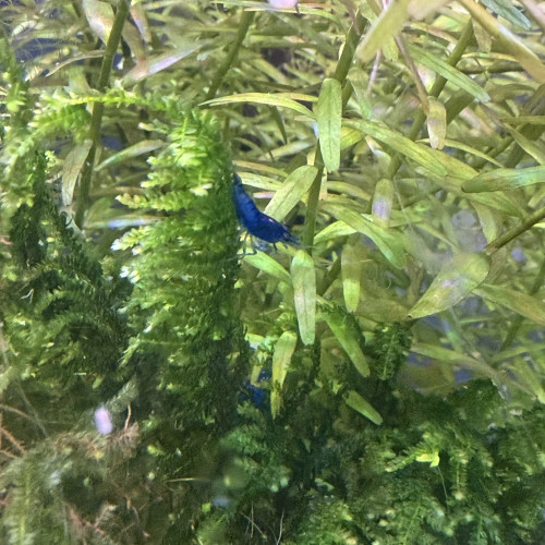 Lot de 12 crevettes Neocaridina