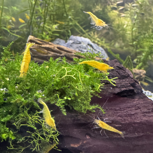 Lot de 12 crevettes Neocaridina