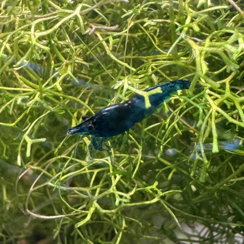 Crevettes