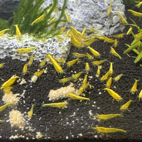 Crevettes