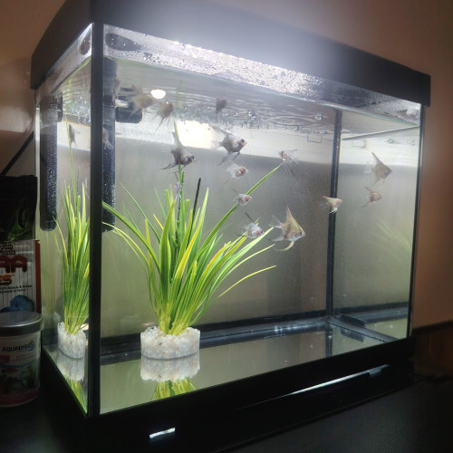 Aquarium et poisson