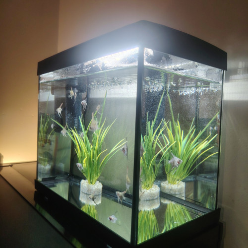 Aquarium et poisson