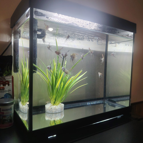 Aquarium et poisson