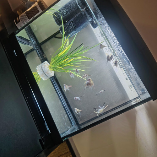 Aquarium et poisson