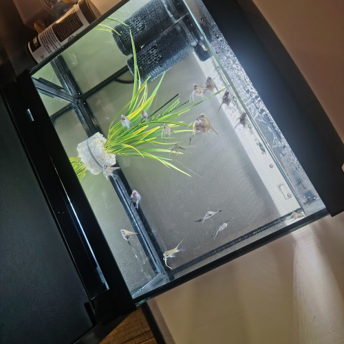 Aquarium et poisson