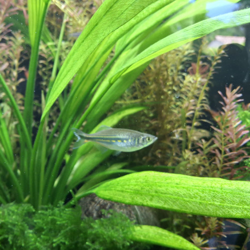A adopter devario malabaricus