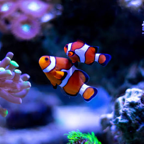 Amphiprion ocellaris