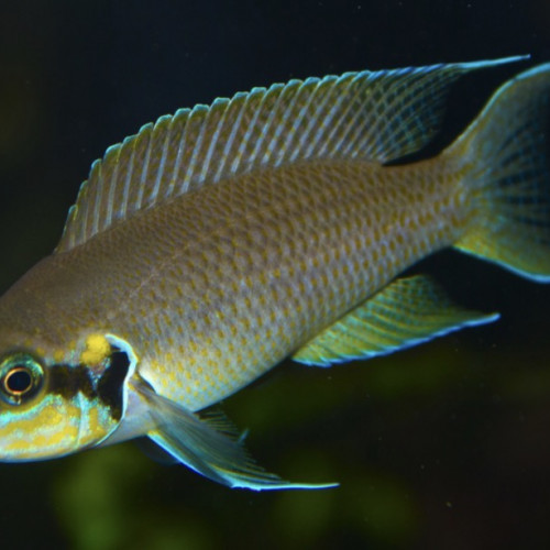 Princesse du Burundi - Neolamprologus brichardi