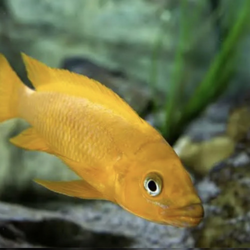 Neolamprologus leleupi