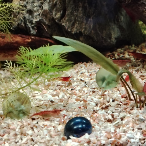 Crevettes neocaridina red cherry