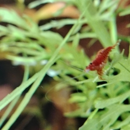 Crevettes neocaridina red cherry