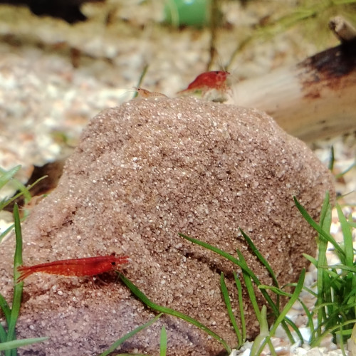 Crevettes neocaridina red cherry