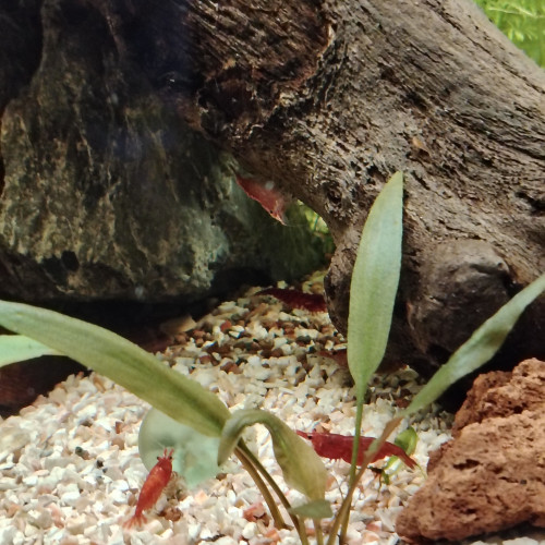 Crevettes neocaridina red cherry