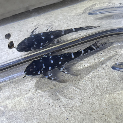 Micracanthicus L280