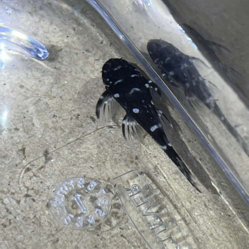 Micracanthicus L280